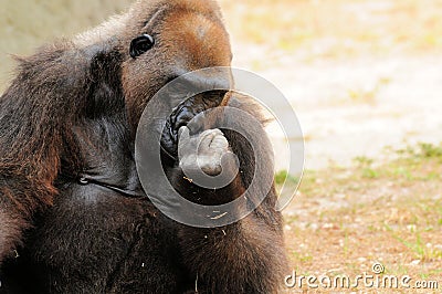 Female gorilla picking her nose