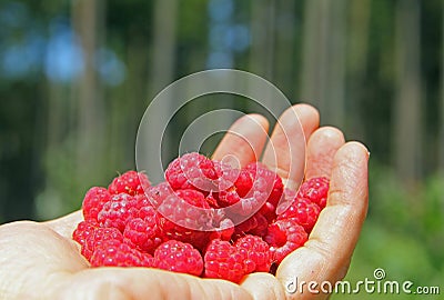 Female hand, filed with wild raspberries