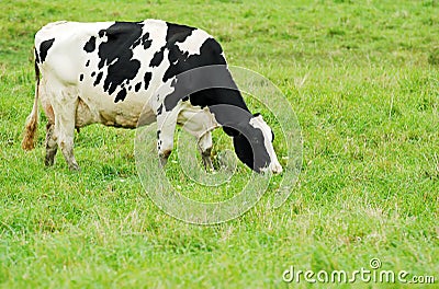 Female holstein cow grazing