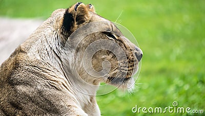 Female Lion close up