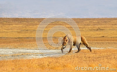 Female Lion Hunting in Grasslands of Ngorongoro