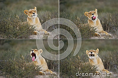 Female Lion (Panthera leo)