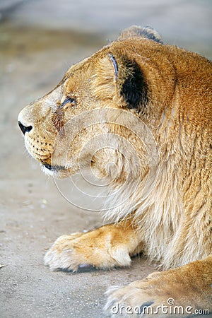 Female lion profile