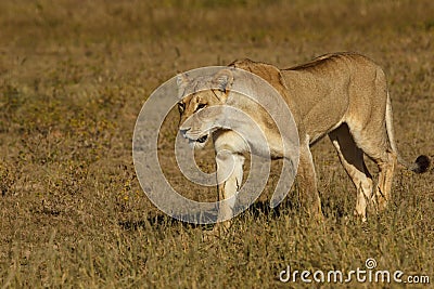 Female lion walking in grass