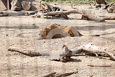 Female lion at zoo