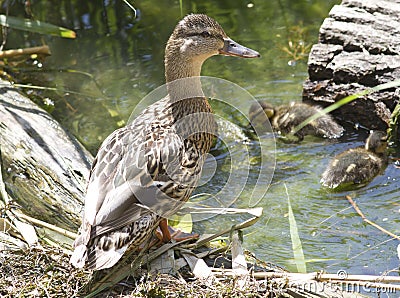The female mallard with a brood of ducklings.