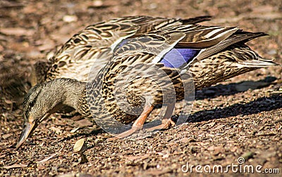 Female Mallard Duck