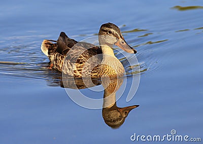 Female mallard duck in blue water