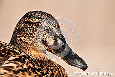 Female Mallard duck close up portrait