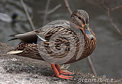 Female Mallard Duck. Closeup of drake, standing in