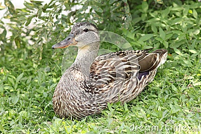 Female mallard duck resting