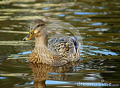 Female Mallard Duck swimming