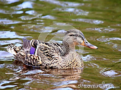 Female Mallard Duck swimming in water