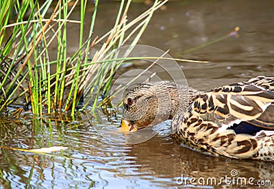 Female Mallard Duck swimming in water