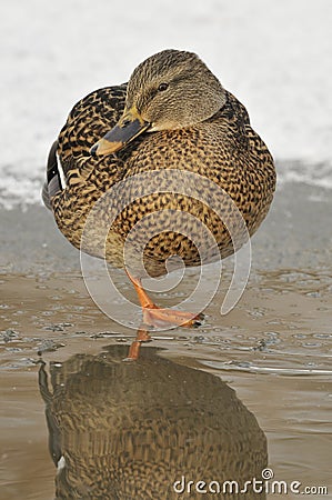 Female Mallard on frozen Duck Pond