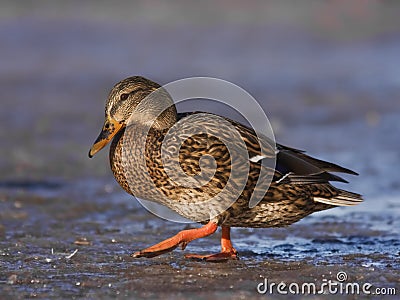 A female Mallard on icy river