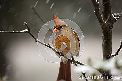 beautiful northern cardinal sitting in bare dogwood tree northern cardinal stock photos image 13003263 beautiful northern cardinal sitting in bare dogwood tree northern cardinal stock photos image 13003263