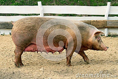 Female Pig