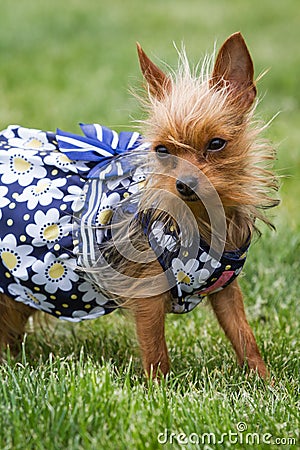 Female puppy wearing a dress