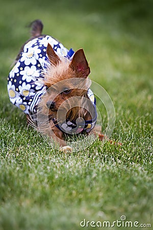 Female puppy wearing a dress