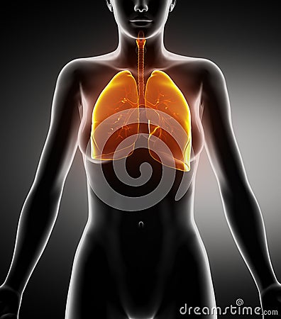 Female respiratory anatomy anterior view