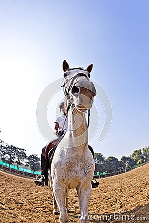 Female rider trains the horse