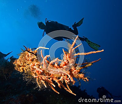 Female Scuba Diver