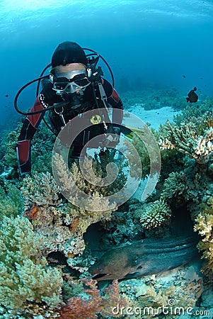 Female scuba diver observing a Giant moray eel