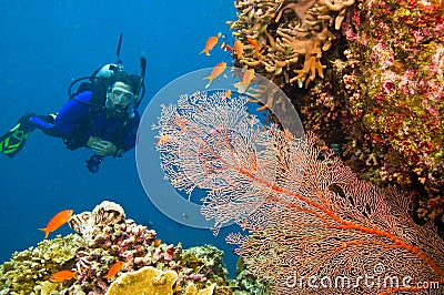 Female scuba diver viewing gorgonian sea fan