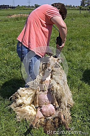 Female sheepshearer shears a sheep