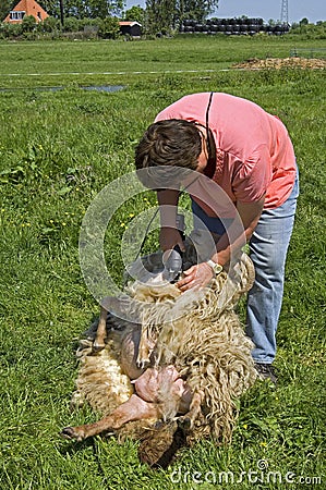 Female sheepshearer shears a sheep