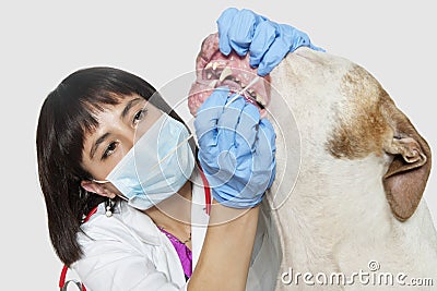 Female vet cleaning dog s teeth over gray background