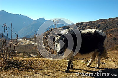 Female Yak. Royalty Free Stock Image - Image: 5283836