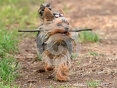 Female Yorkshire Terrier dog