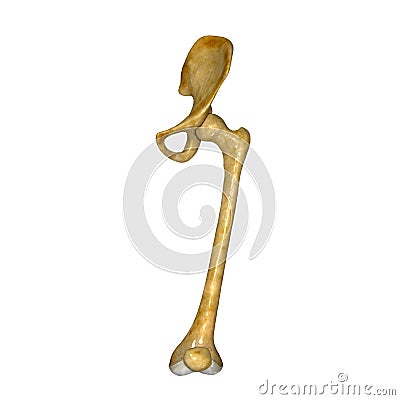 Femur_Left Stock Illustration - Image: 44380256