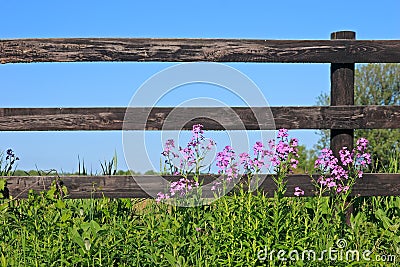Fence and wild flowers