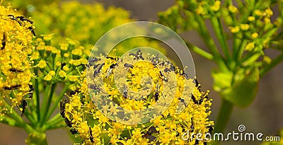 Fennel flowers with swarm of small flies