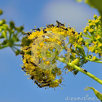 Fennel flowers with swarm of small winged insects