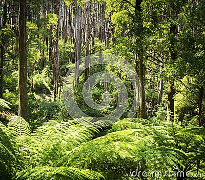 Fern Forest