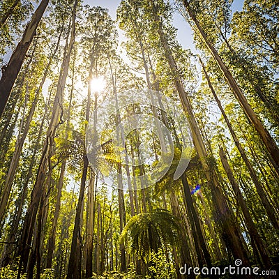 Fern Forest