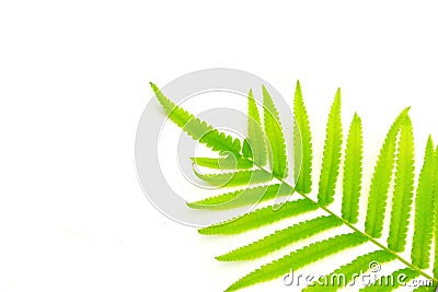 Fern leaves on a white background