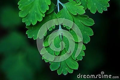 Ferns leaves green foliage tropical background. Rain forest