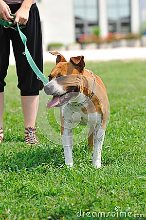 Ferocious dog on a leash