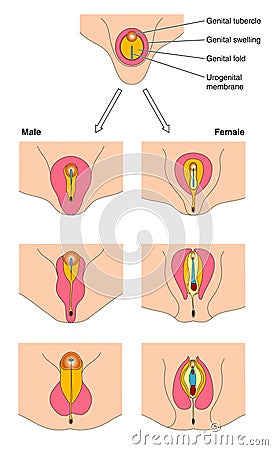 Ed and bph treatment | cialis tadalafil) tablets