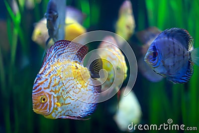 Few discus fish at water