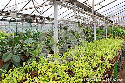 Ficus in greenhouse