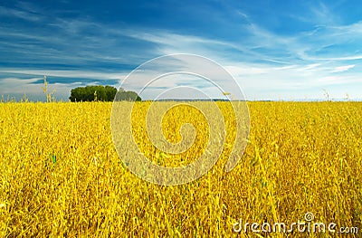 Autumn landscape. Yellow field and blue sky