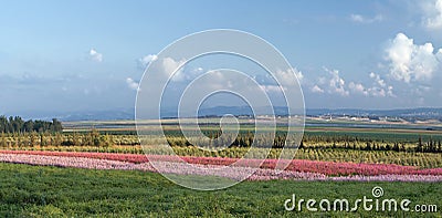 Field with colorful stripes of flowers