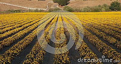 Field of Marigolds