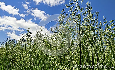 Field of oat.